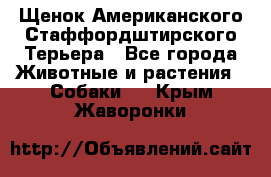 Щенок Американского Стаффордштирского Терьера - Все города Животные и растения » Собаки   . Крым,Жаворонки